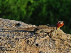 Microlophus barringtonensis