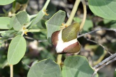 Capparis sicula