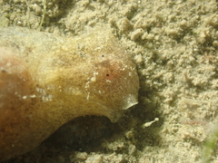 Haminoea navicula
