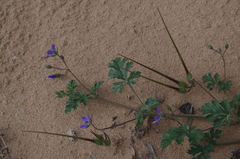 Erodium cygnorum
