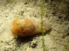 Haminoea navicula