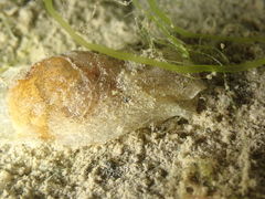 Haminoea navicula