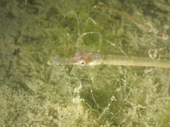 Syngnathus acus