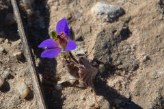 Erodium crinitum