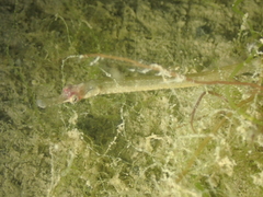 Syngnathus acus