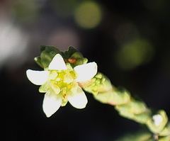 Diosma apetala