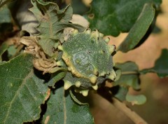 Andricus sternlichti