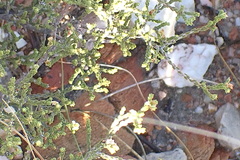 Diosma apetala