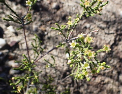 Diosma apetala