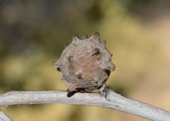 Andricus infectorius