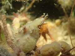 Inachus phalangium