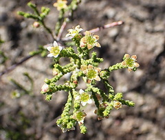 Diosma apetala