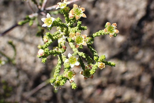 Image of Diosma apetala by no rights reserved