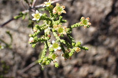 Diosma apetala