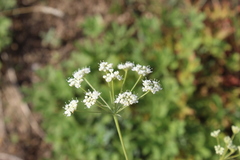 Pimpinella titanophila