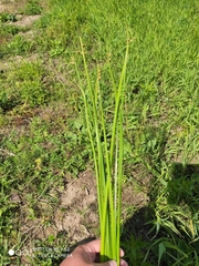 Schoenoplectus triqueter