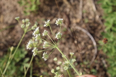 Pimpinella titanophila