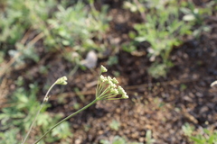 Pimpinella titanophila