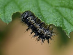 Aglais urticae