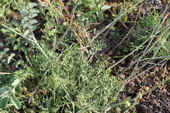 Pimpinella titanophila