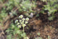 Pimpinella titanophila