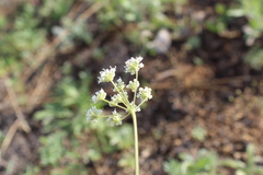 Pimpinella titanophila