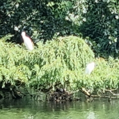 Egretta garzetta