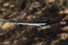 Garrulus glandarius anatoliae