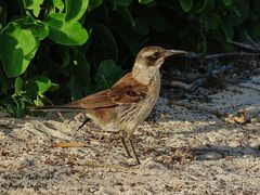 Mimus parvulus barringtoni