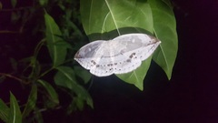 Cyclidia substigmaria