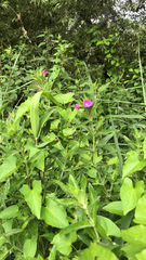 Epilobium hirsutum