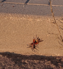 Cryptocheilus annulatus