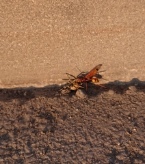 Cryptocheilus annulatus