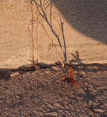 Cryptocheilus annulatus