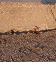 Cryptocheilus annulatus