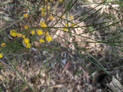 Acacia juncifolia (Acacia juncifolia)
