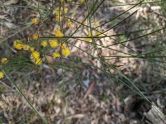 Acacia juncifolia