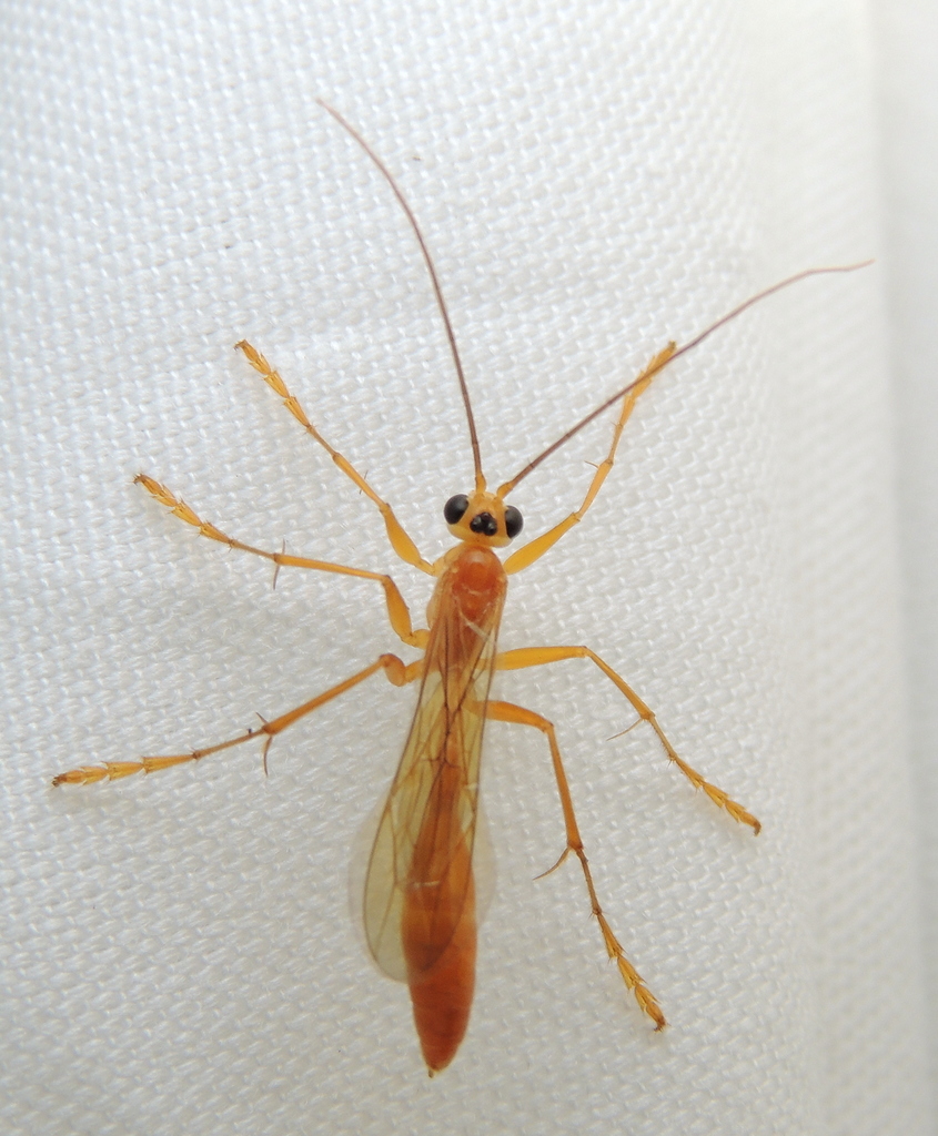 Rhopalosomatid Wasps