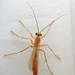 Rhopalosomatidae - Photo (c) Anita Gould,  זכויות יוצרים חלקיות (CC BY-NC), הועלה על ידי Anita Gould