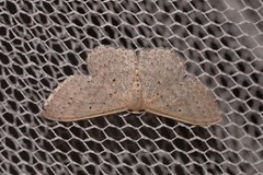 Scopula sublinearia