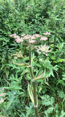Heracleum sphondylium