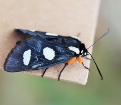 Androloma disparata