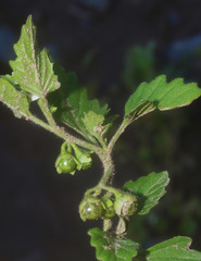 Solanum nitidibaccatum
