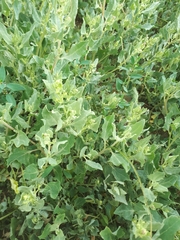 Atriplex sibirica