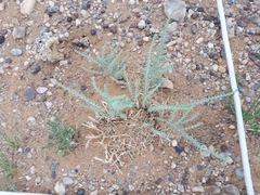 Reaumuria songarica
