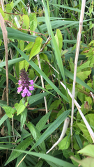 Stachys palustris