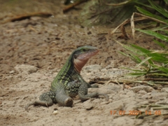 Aspidoscelis costatus