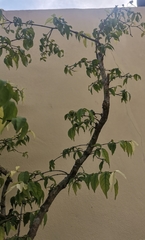 Wrightia religiosa