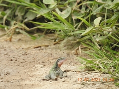 Aspidoscelis costatus