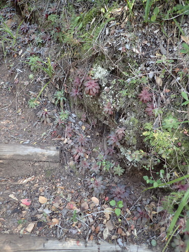 Crassula orbicularis